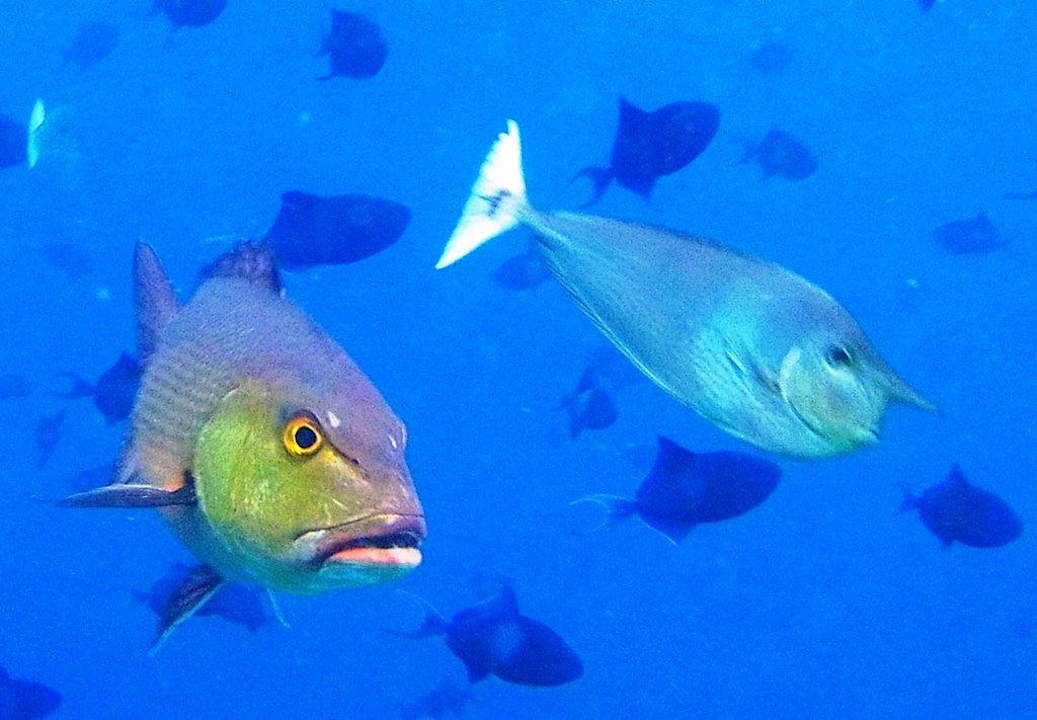 Neue Freunde NH Collection Maldives Reethi Resort