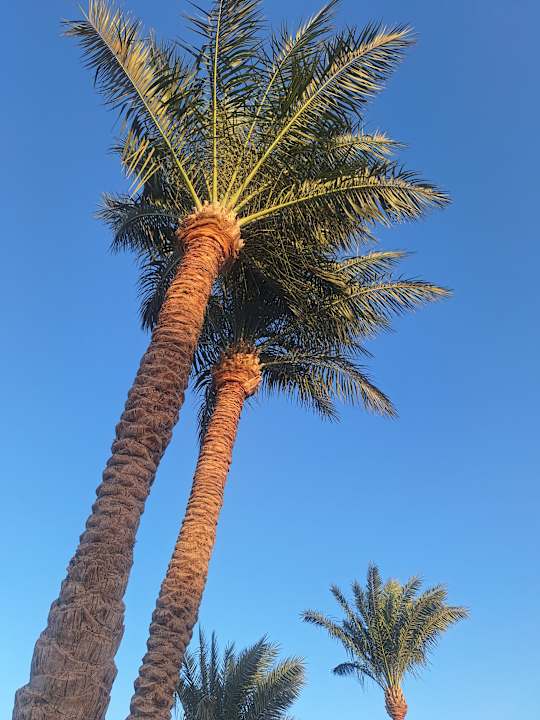 Außenansicht Sentido Mamlouk Palace Resort