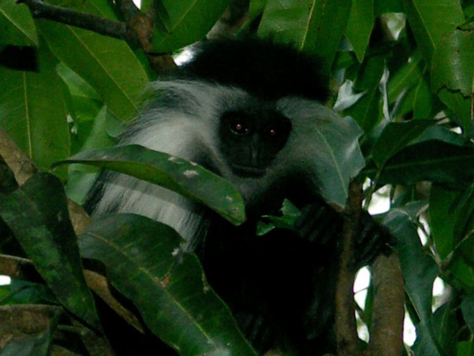 Colobus Affe Baobab Beach Resort & Spa