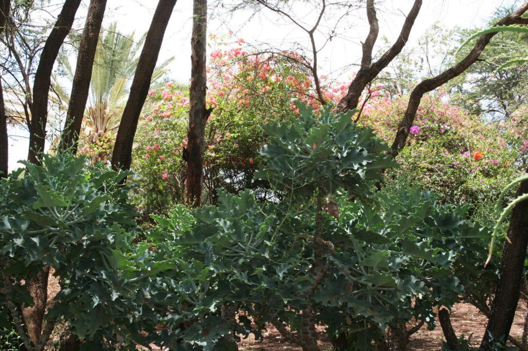 Ogród Hotel Amboseli Sopa Lodge