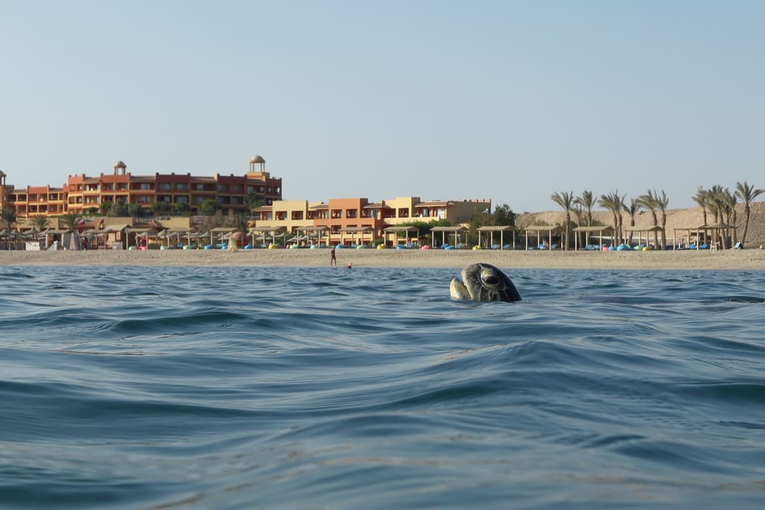 Strand Malikia Resort Abu Dabbab