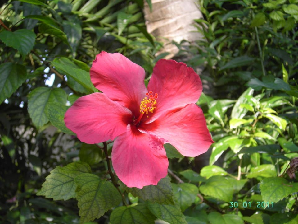 Hibiskusblüte Kuramathi Maldives