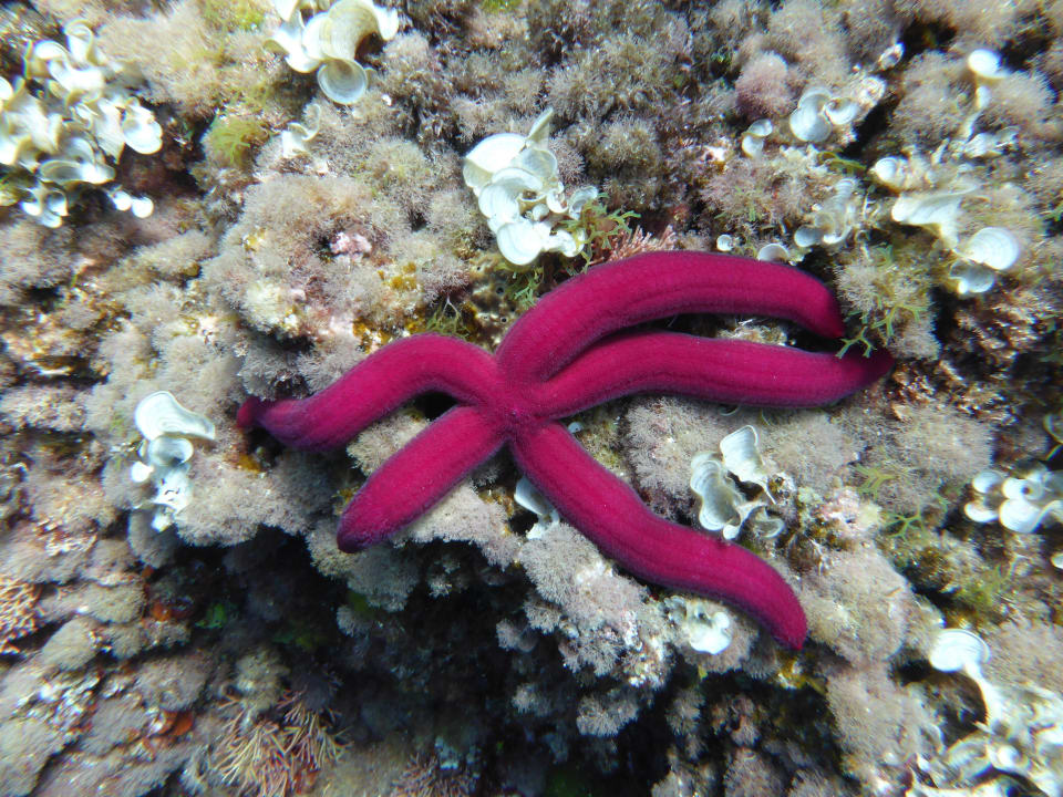 Purpurroter Seestern Dauergast in der Bucht Iberostar Waves Club Cala Barca