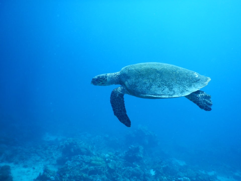 Sport & Freizeit Summer Island Maldives