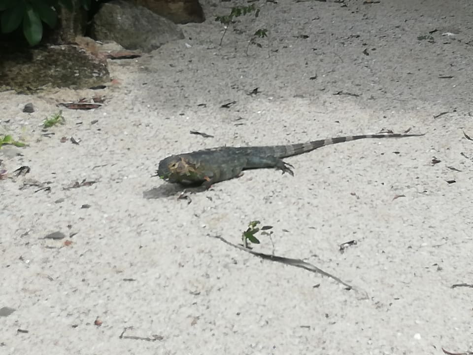 Sonstiges Grand Decameron Panama, A Trademark All Inclusive Resort