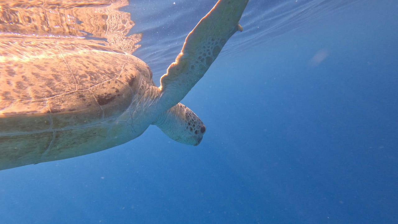 Sport & Freizeit Malikia Resort Abu Dabbab