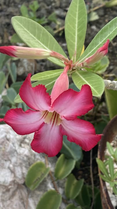 Gartenanlage Don Genaro Apartments