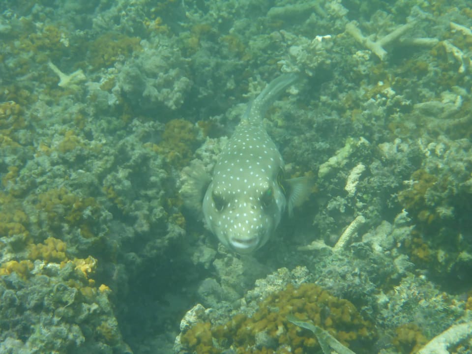Kofferfisch Kuredu Island Resort & Spa
