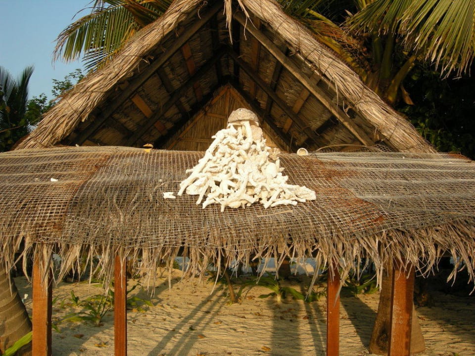 Korallen Summer Island Maldives