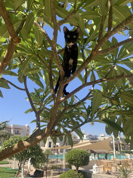 Gartenanlage Iberotel Casa Del Mar Resort