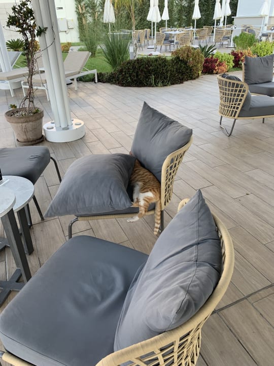 Gastro Ivi Mare - Designed for adults
