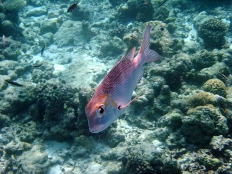 Schnorcheln am Hausriff NH Collection Maldives Reethi Resort