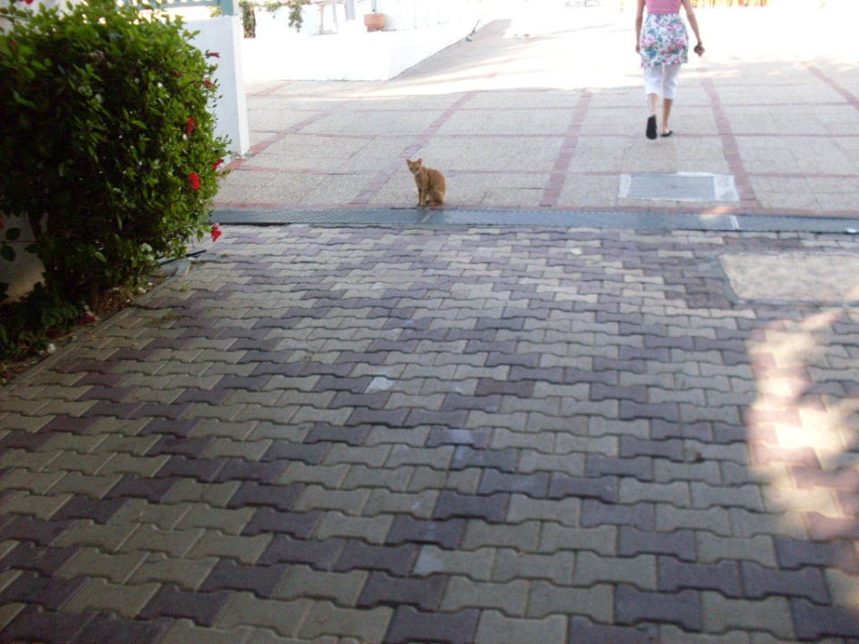 Katzen El Mouradi Club Kantaoui