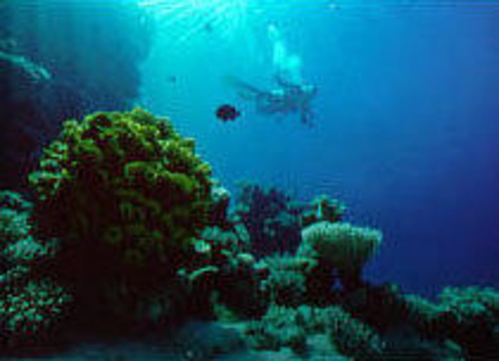 Ergründe die schönen Tiefen an der Ostküste Ferienwohnung Penthouse