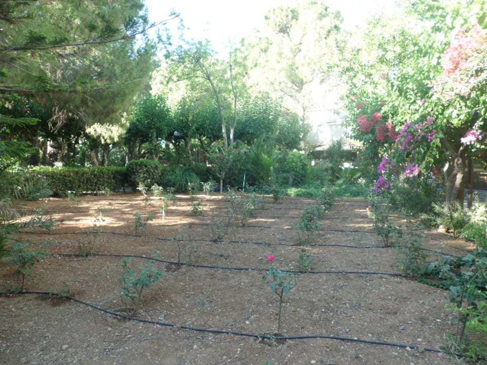 Gartenanlage Apollonia Beach Resort & Spa