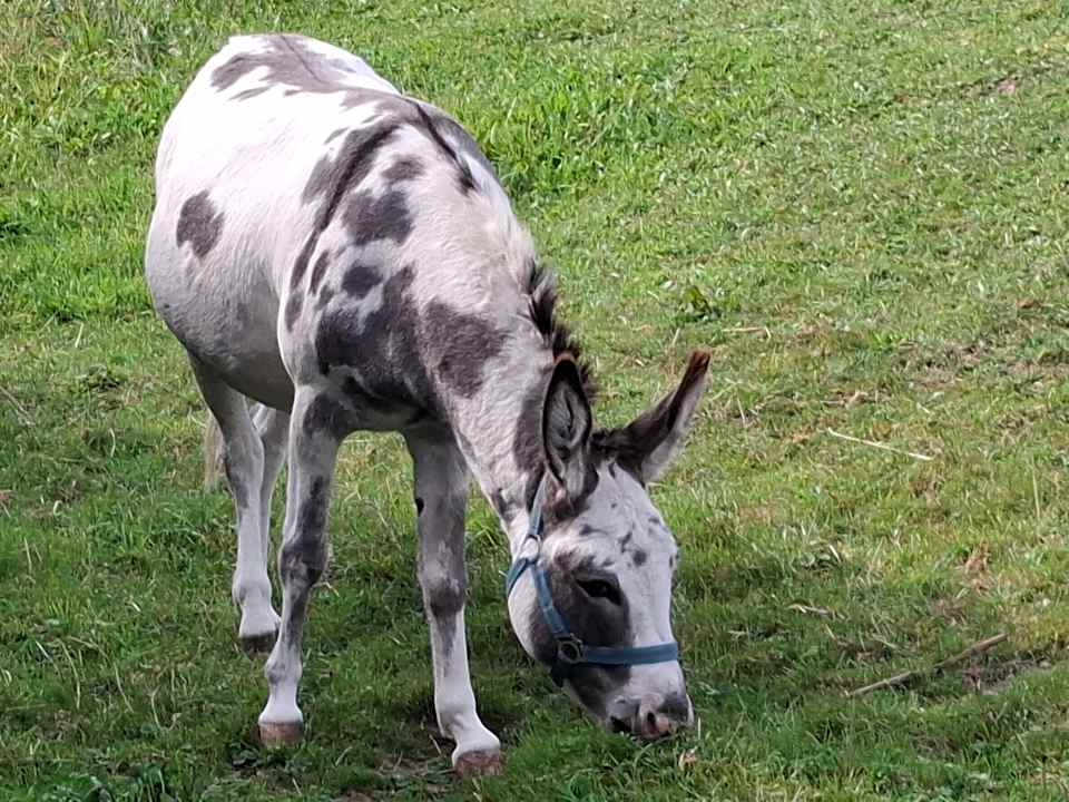 Sonstiges Ferienhof Weh