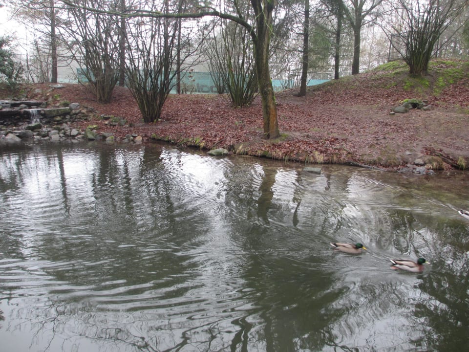 Otterweiher Center Parcs De Kempervennen