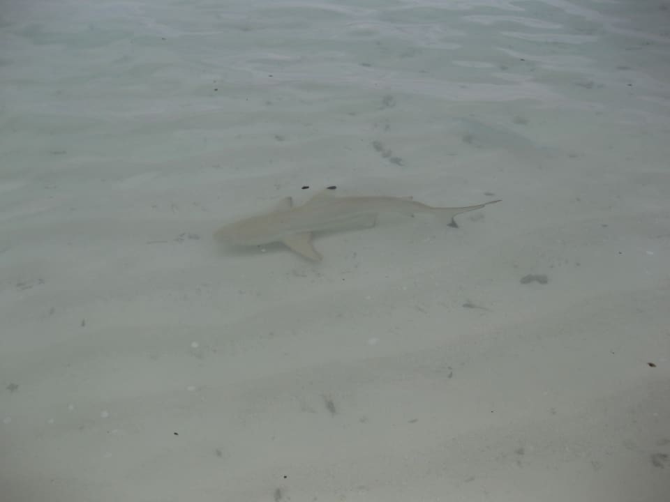 Nur Riffhaie, aber sehr neugierig Kuramathi Maldives