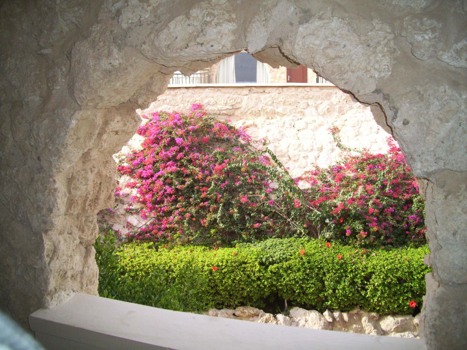 Gepflegte Hecke Pickalbatros Citadel Resort