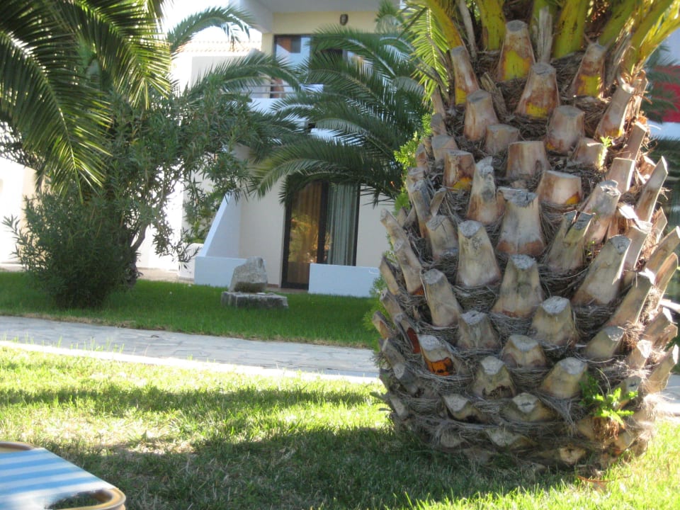 Alte Palmen rund um den Garten Atlantica Thalassa Hotel