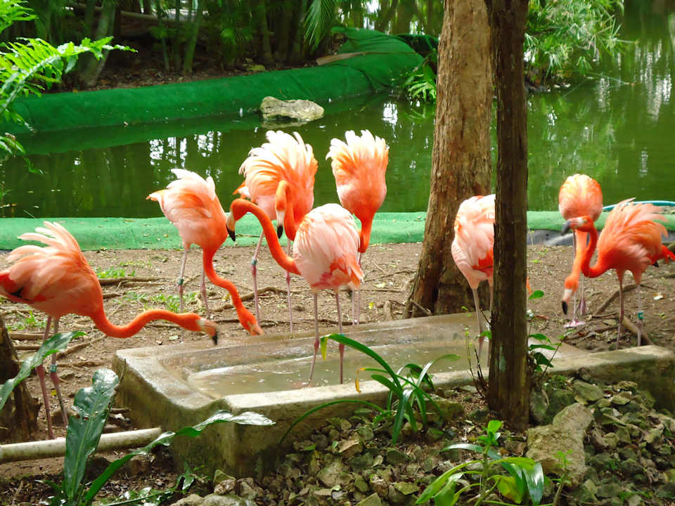 Flamingos Grand Palladium Kantenah Resort & Spa