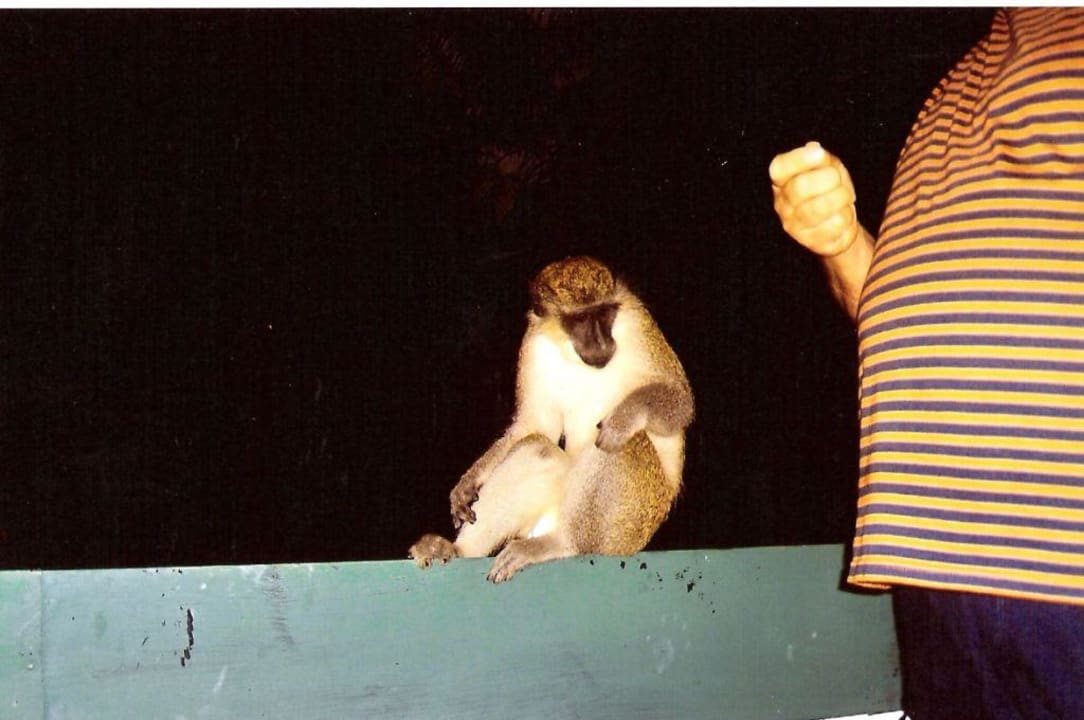Affen auf dem Balkon Hotel Senegambia Beach