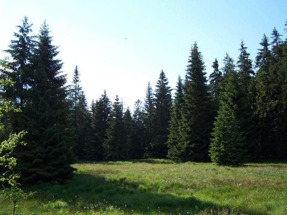 Sommerlandschaft Pension Erbgericht