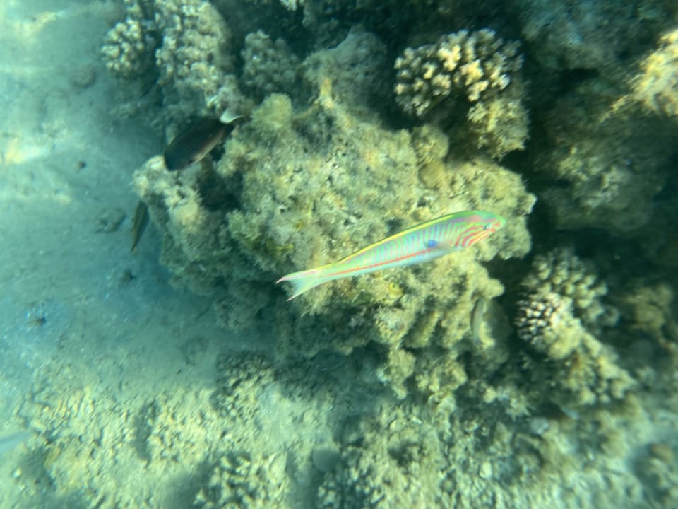 Strand Menaville Safaga