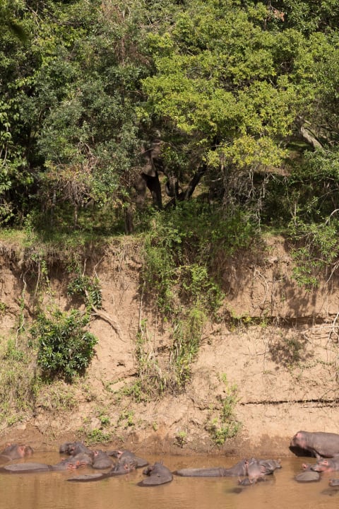 Hippos und Elefanten auf der anderen Flussseite Royal Mara Safari Lodge