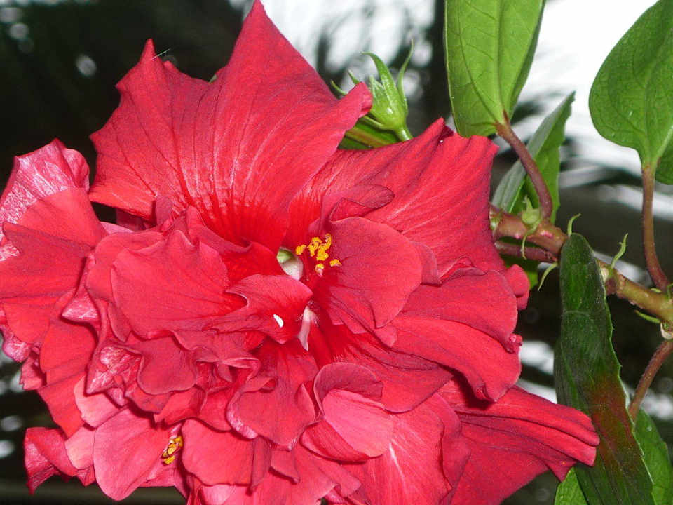 Blütenpracht Hotel The Cottage