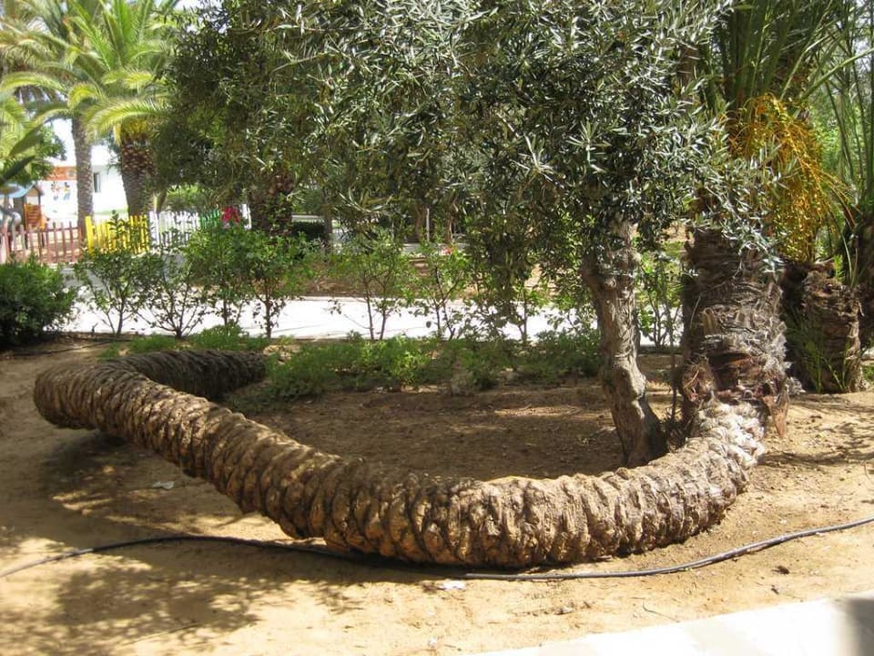 Botanische Kuriosität Hotel El Mouradi Port El Kantaoui