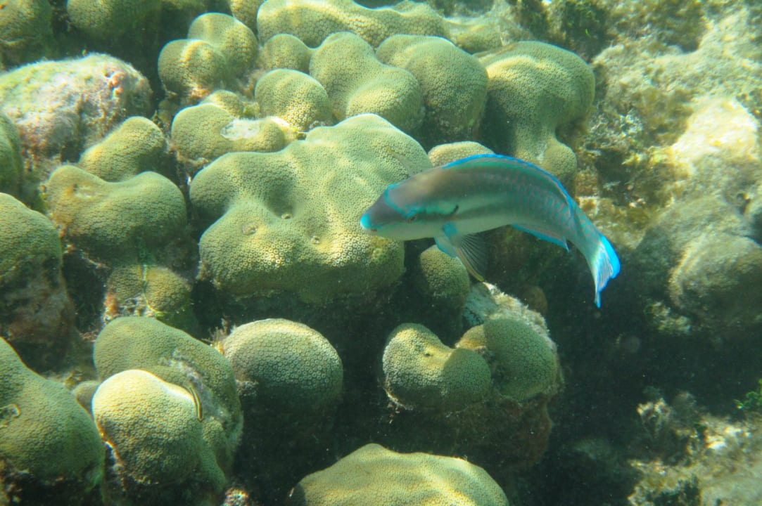 Sport & Freizeit Akumal Bay Beach & Wellness Resort