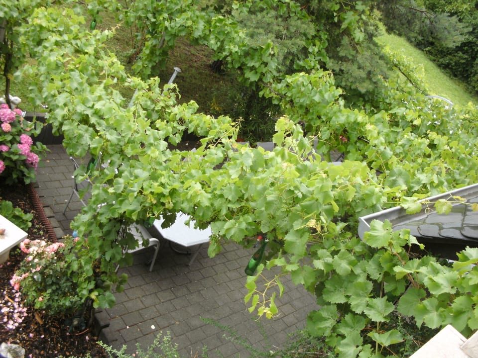 Sitzgelegenheit unter Reben Gästehaus Weinhof Sankt Anna