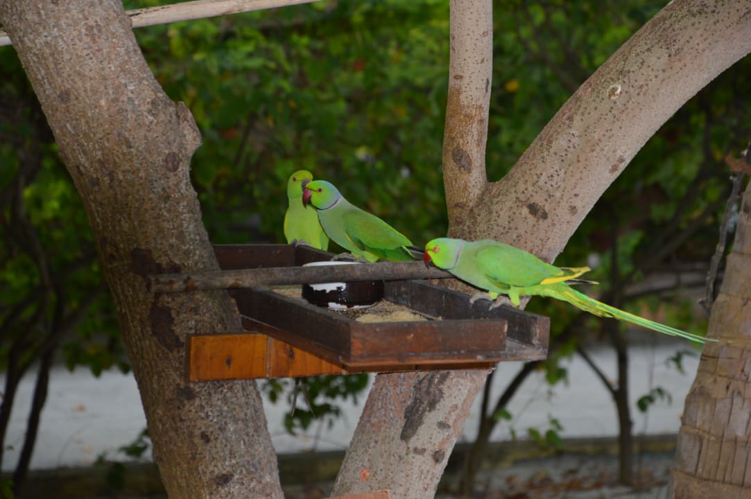 Sonstiges Summer Island Maldives