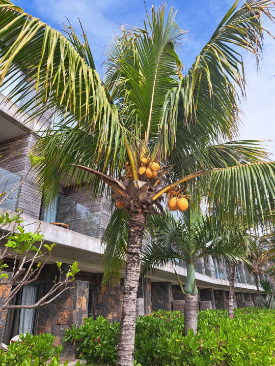 Gartenanlage Radisson Blu Poste Lafayette Resort & Spa - Adults only