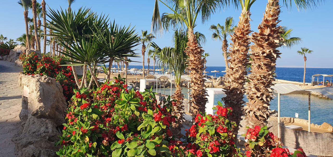 Gartenanlage Pickalbatros Citadel Resort