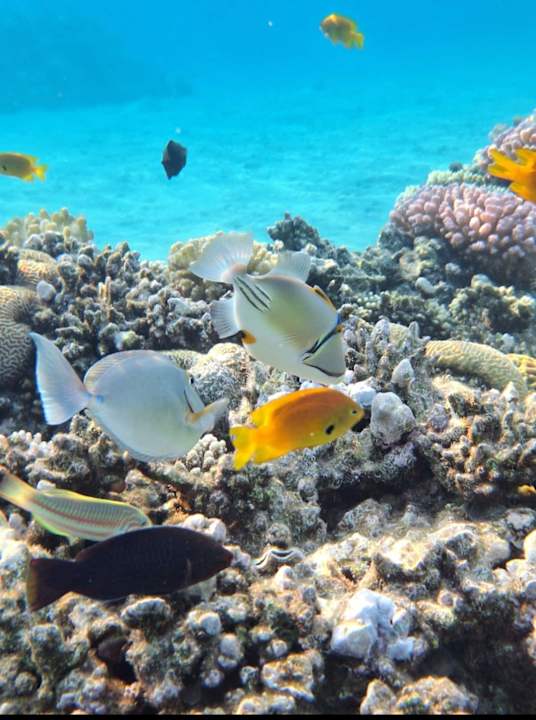 Sport & Freizeit Fort Arabesque Resort, Spa & Villas