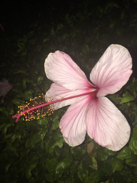 Gartenanlage Hotel Coral Garden