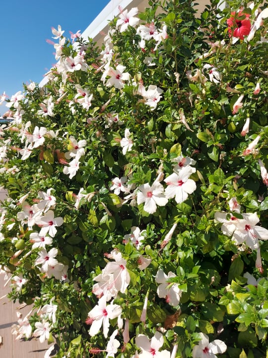 Außenansicht Korumar Ephesus Beach & Spa Resort