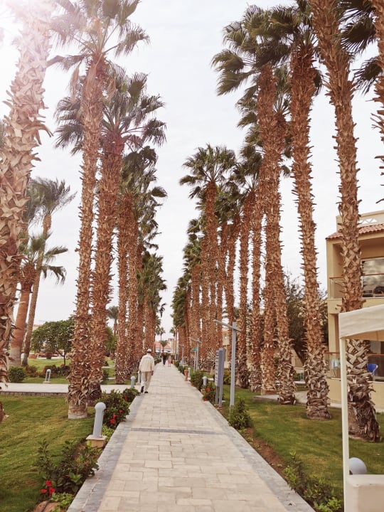 Gartenanlage Beach Albatros Resort