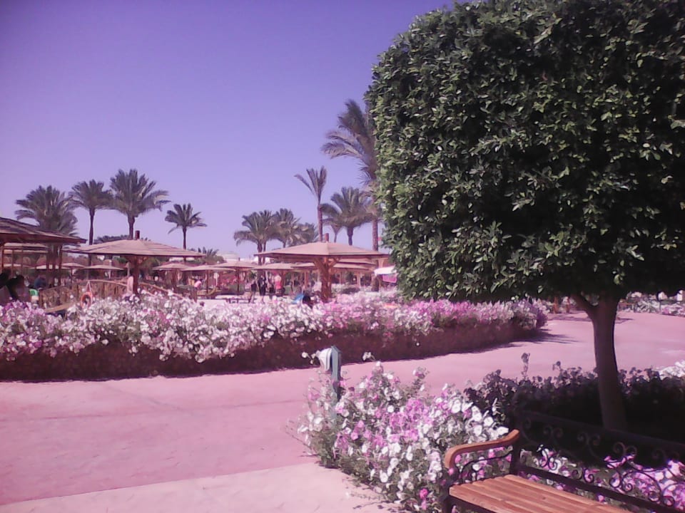 Gartenanlage Desert Rose