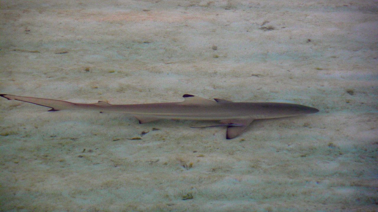 Hai Summer Island Maldives