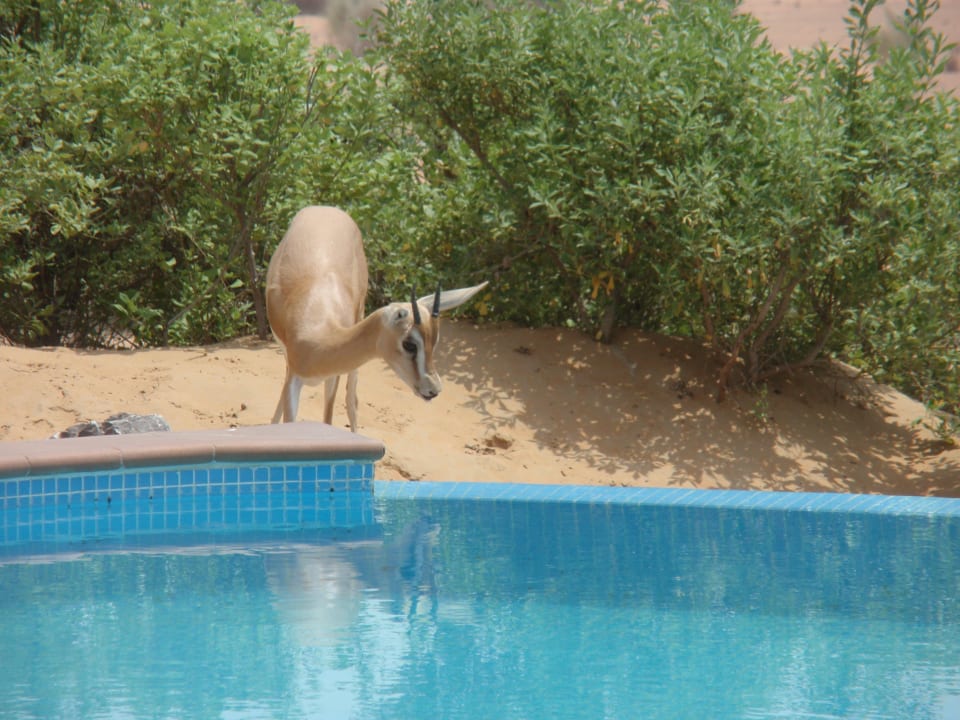 Eine Gazelle die an unserem Pool getrunken hat Al Maha, A Luxury Collection Desert Resort & Spa