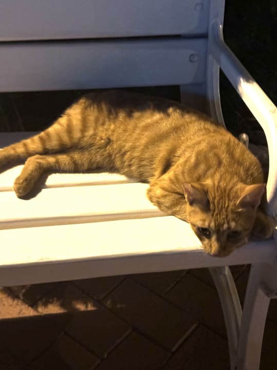 Zimmer Side Star Elegance