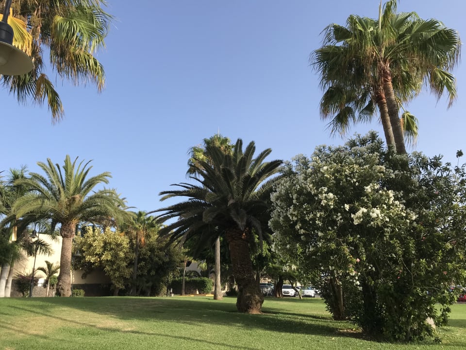 Gartenanlage Hotel Riu Oliva Beach - Hotel