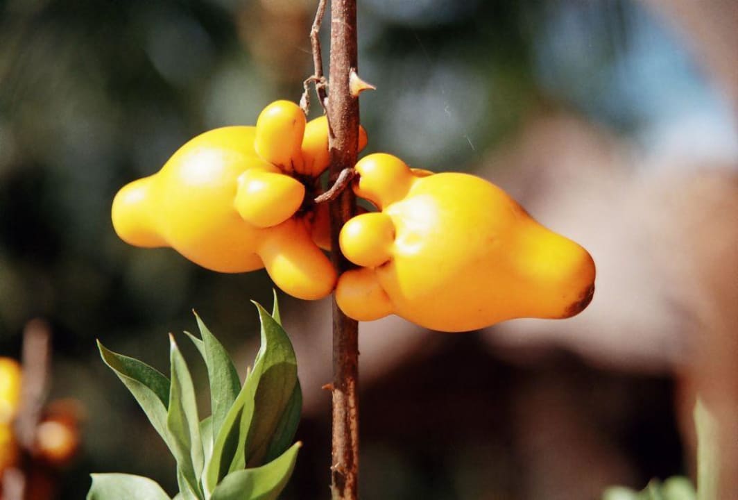 Interessante Pflanzen im Garten The Laguna A Luxury Collection Resort & Spa