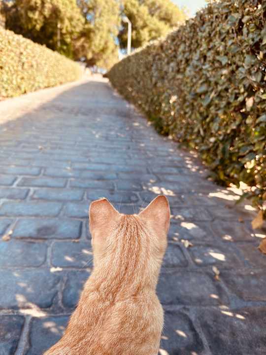Gartenanlage TUI BLUE Palazzo del Mare