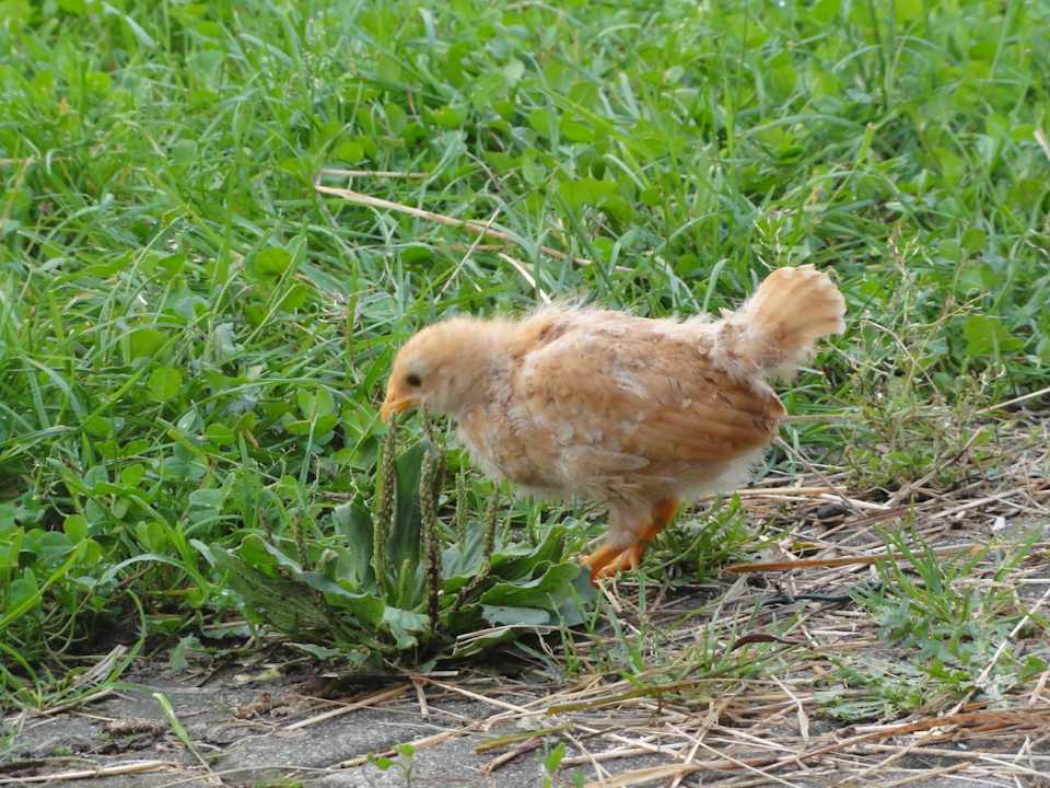 Ein junges Hühnchen Ferienwohnungen Riepertinger Langhof