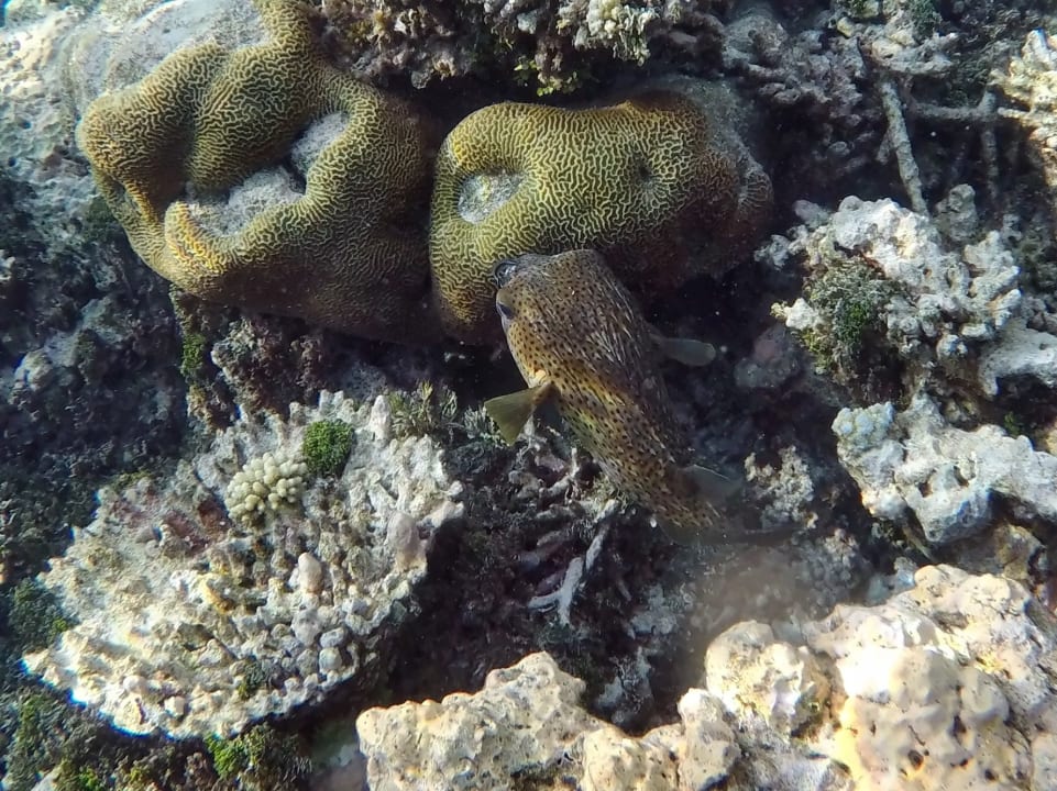 Gepunkteter Igelfisch NH Collection Maldives Havodda Resort