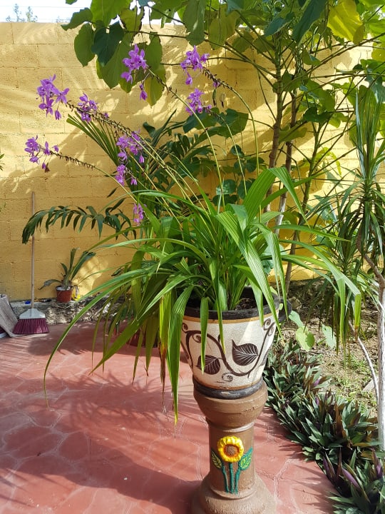 Lobby Casa Palagui Colonial